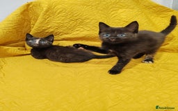 Mixed Breed cats for sale: Beautiful kittens VIDEOS - Image 8
