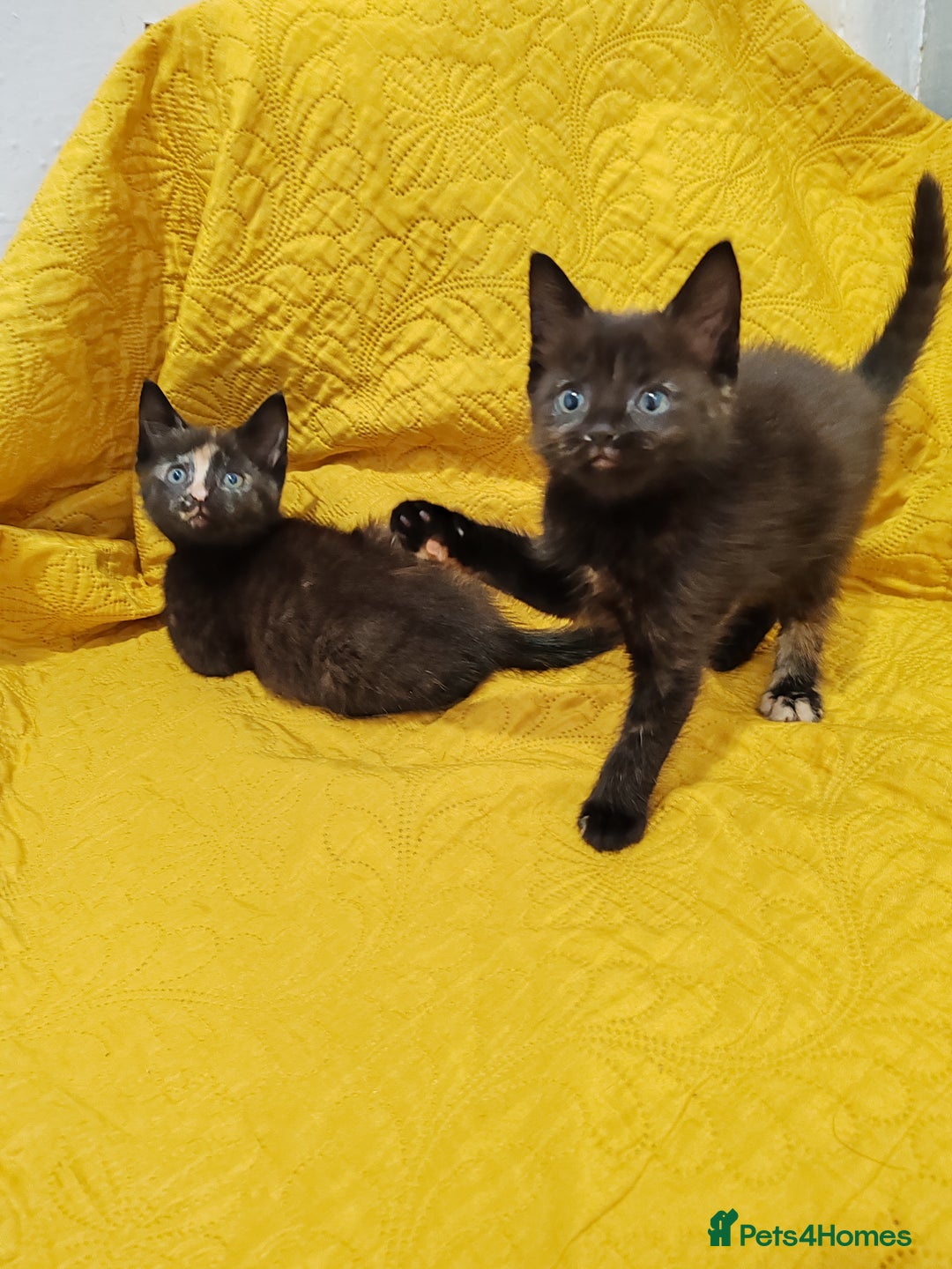 Mixed Breed cats for sale: Beautiful kittens VIDEOS - Image 8