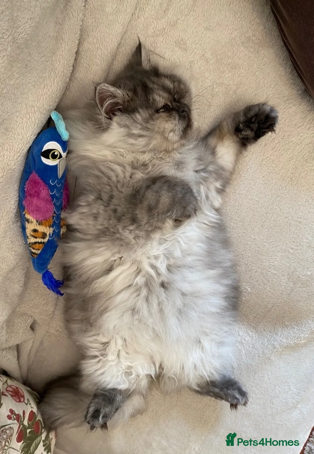 Persian cats for sale: Persian cat - Advert 2