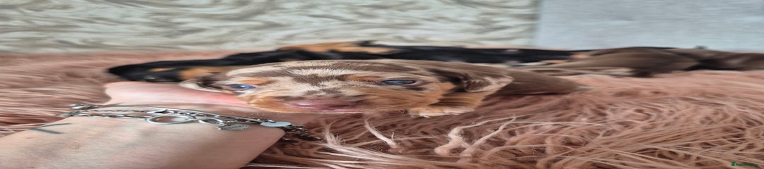 Dachshund Puppy 1