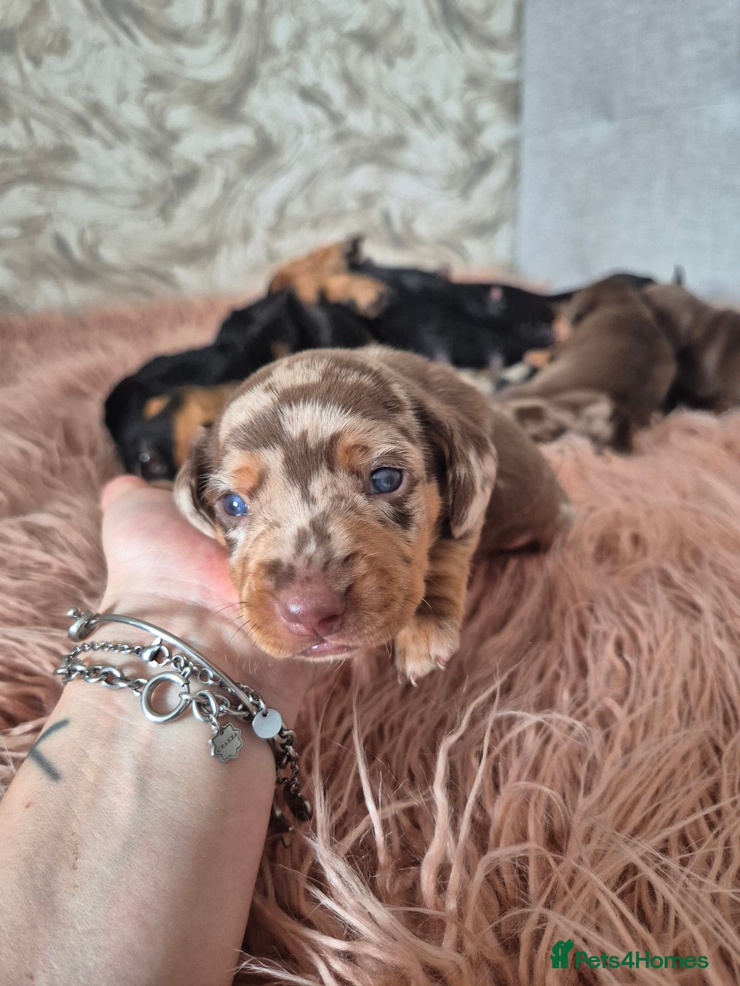 Dachshund dogs for sale: Miniature dachshund puppies PRA CLR - Image 11