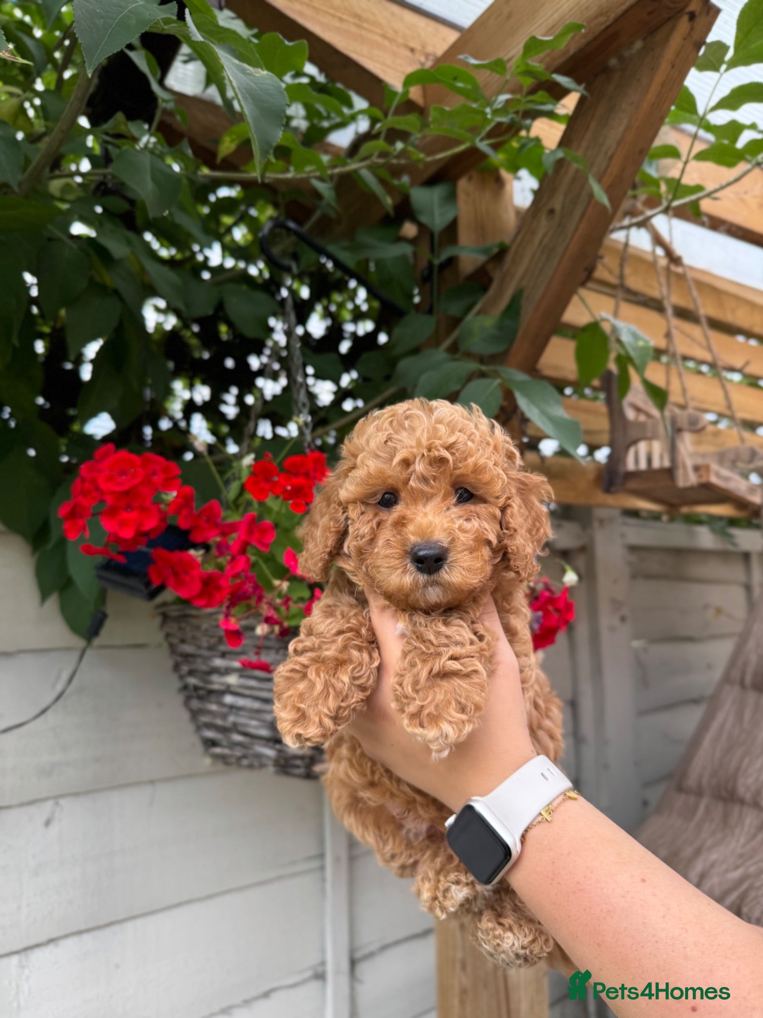 Poochon dogs READY NOW - DNA health tested Poochon Puppies 🐶  - Advert 2