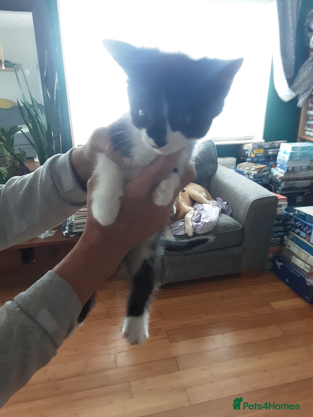 Domestic Shorthair cats for sale: Lovely short-haired kittens - Image 2