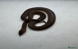 Python Snake reptiles for sale:  Children’s pythons hatchlings 50%het t+.         - Image 2