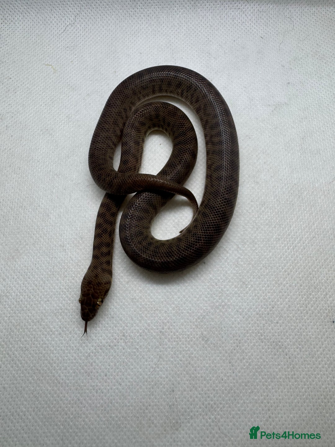 Python Snake reptiles for sale:  Children’s pythons hatchlings 50%het t+.         - Image 2