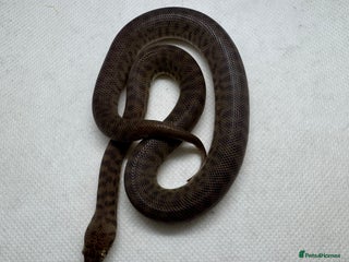 Python Snake reptiles - Advert 2