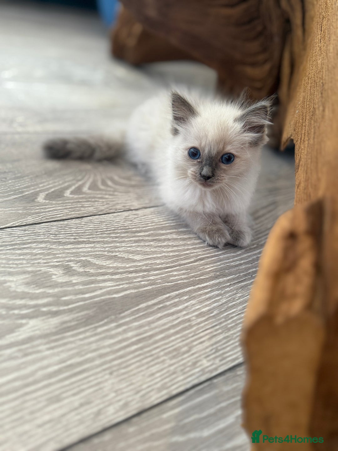 Ragdoll cats for sale: GCCF SEALPOINT RAGDOLL KITTENS - Image 15