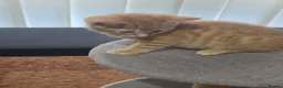 Mixed Breed cats for sale: Ginger boy and girl  - Advert 5