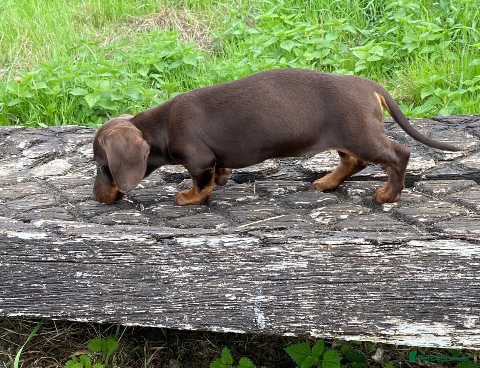 Dachshund dogs Fabulous Chocolate and tan female puppy - Advert 9