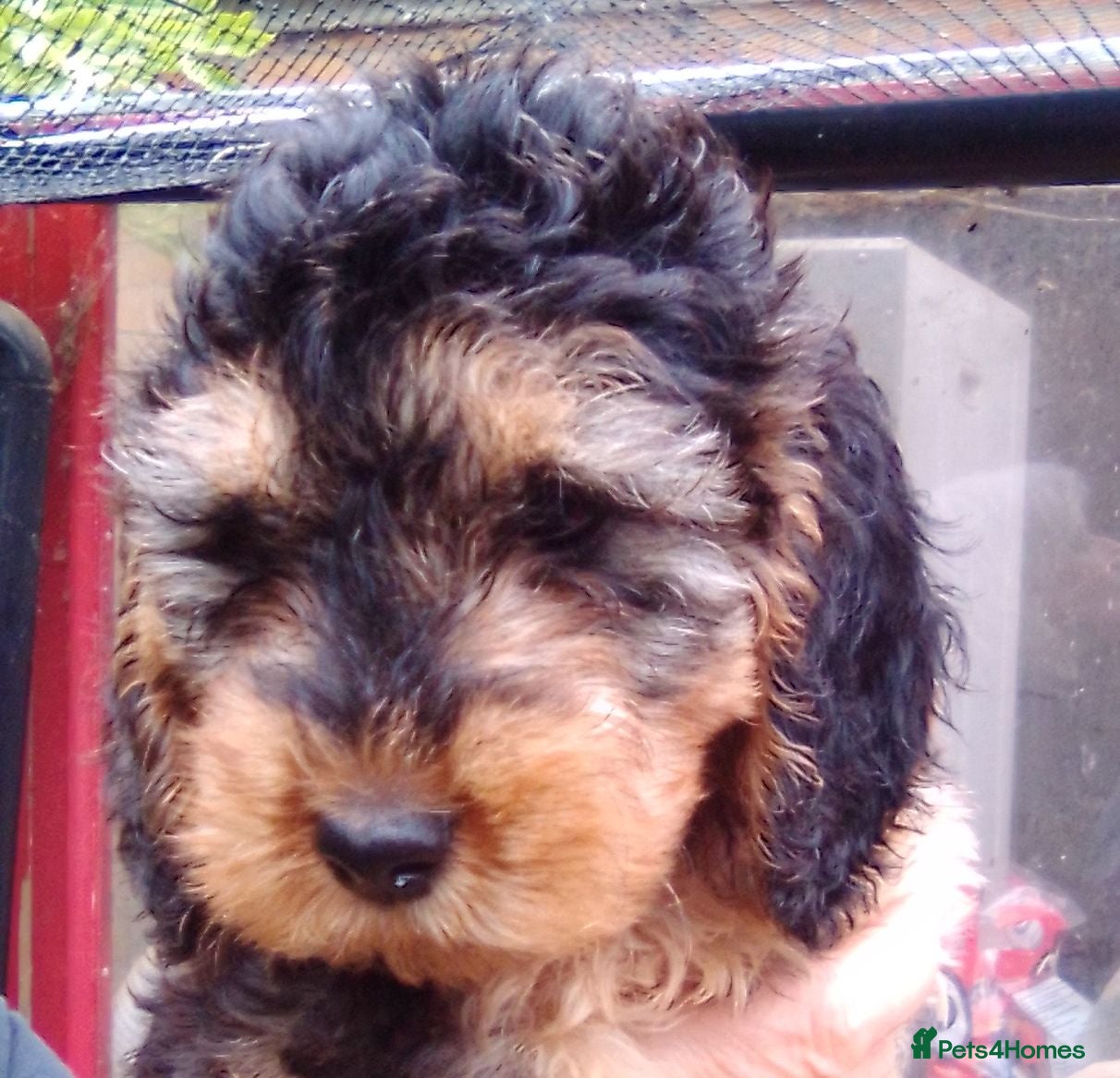 Cockapoo dogs Delightful Litter of Cockapoos - Advert 2