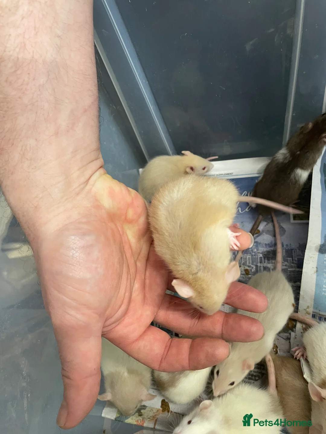 Rat rodents for sale: Baby rats for sale - Advert 2