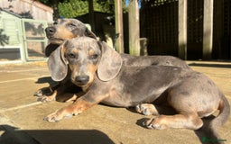 Miniature Dachshund dogs for sale: BLUE DAPPLE AND TAN BABY SAUSAGE AND HER MOTHER 💕 - Image 9