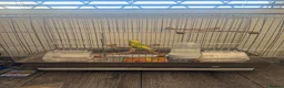 Parakeets birds for sale: Budgie in Heckmondwike - Advert 3