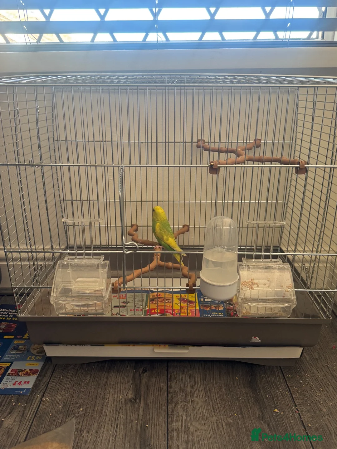 Parakeets birds for sale: Budgie in Heckmondwike - Advert 3