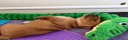 Golden Retriever dogs for sale: KC reg working golden retriever boys  - Advert 28