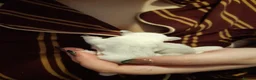 Sugar Glider rodents for sale: Rare mocistuc morph with lineage  - Advert 33
