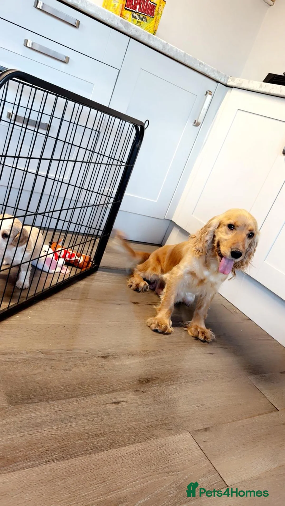 Cocker Spaniel dogs for sale: Cocker spaniel pups - Advert 2