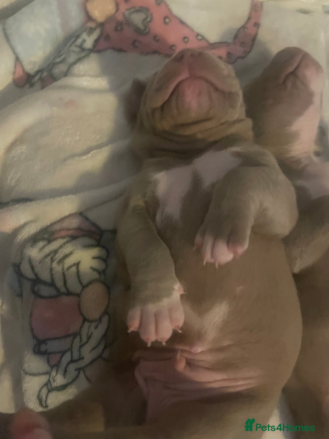 American Bully dogs for sale: Bully breed - Image 4