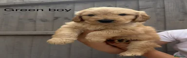 Goldendoodle 3