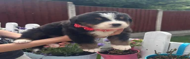 Bernese Mountain Dog 4