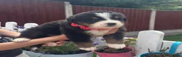 Bernese Mountain Dog dogs for sale: Beautiful Bernese Mountain Dog Puppies 7Girls 1Boy - Advert 12