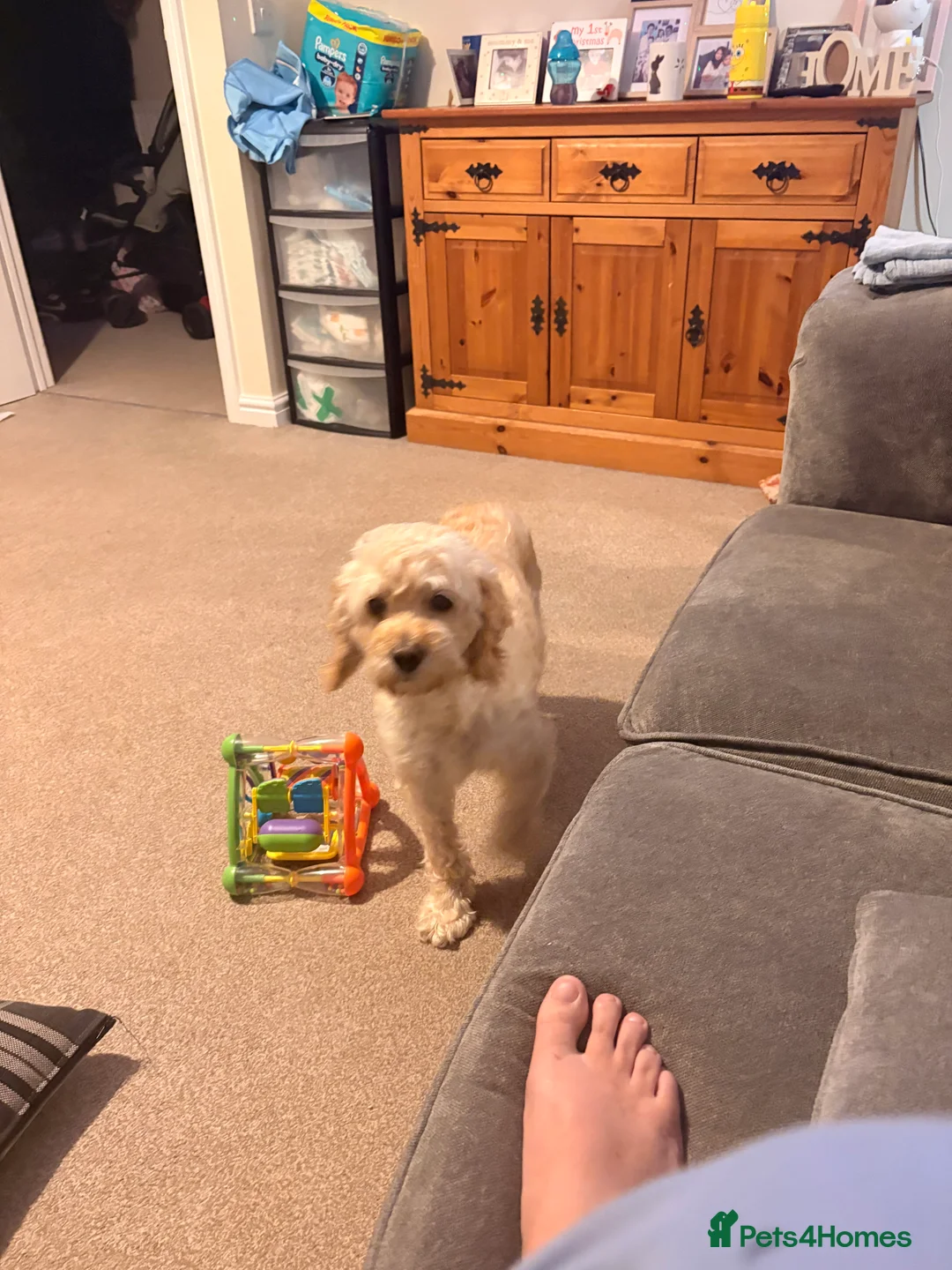 Cockapoo dogs for sale: Female cockapoo - Advert 2