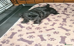 Shih Tzu dogs for sale: Beautiful shihtzu  - Image 2