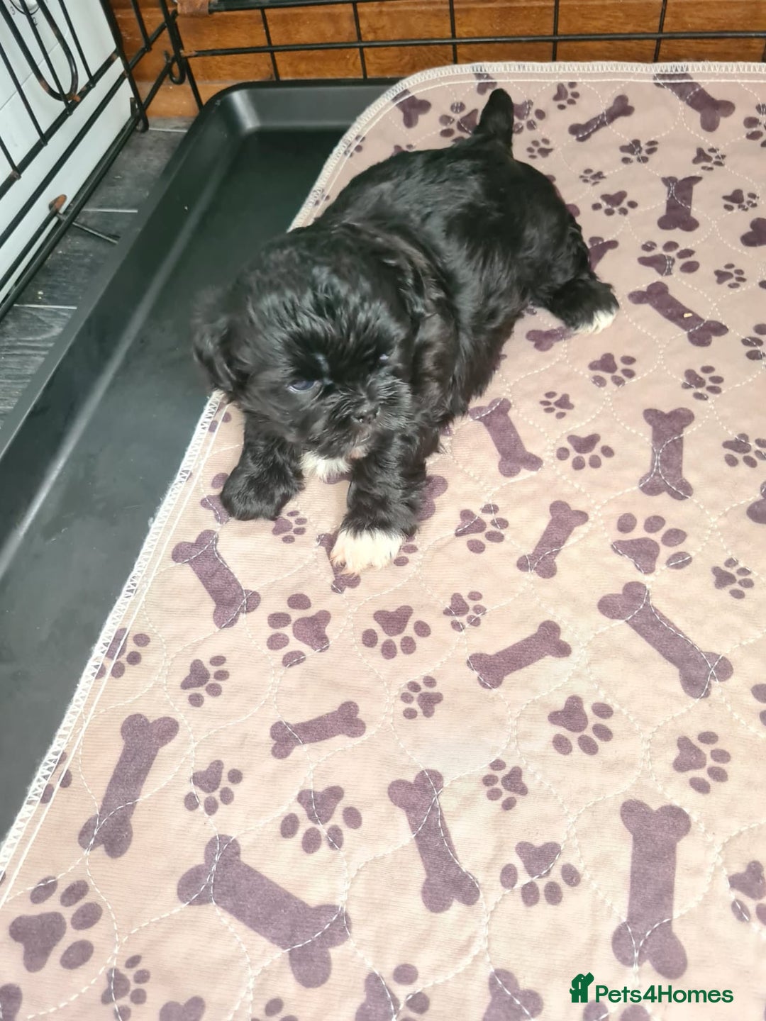 Shih Tzu dogs for sale: Beautiful shihtzu  - Image 2