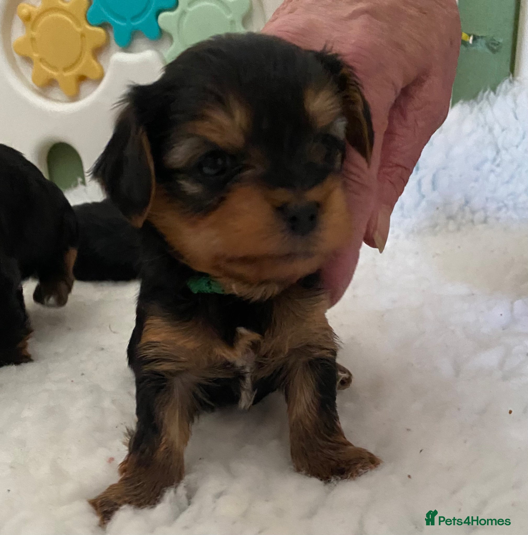 Yorkiepoo dogs  Yorkipoo pups - Advert 3