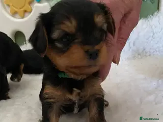 Yorkiepoo dogs Yorkipoo pups - Advert 15