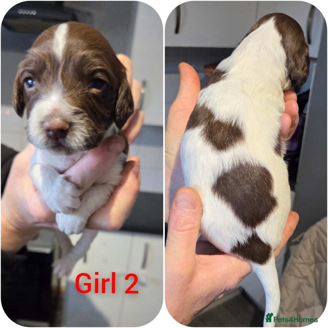 English Springer Spaniel dogs for sale: Springer spaniel puppies  - Advert 3