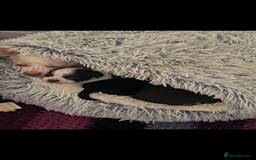 Chihuahua dogs for sale: Chihuahua - Full breed puppies - Image 15