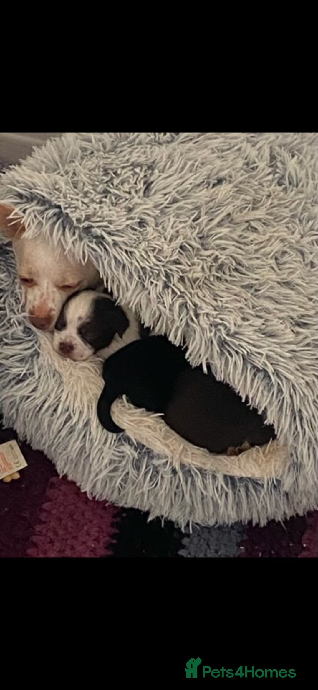 Chihuahua dogs for sale: Chihuahua - Full breed puppies - Image 15