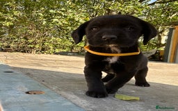 Springador dogs for sale: Gorgeous Springador’s looking for new homes!  - Image 3