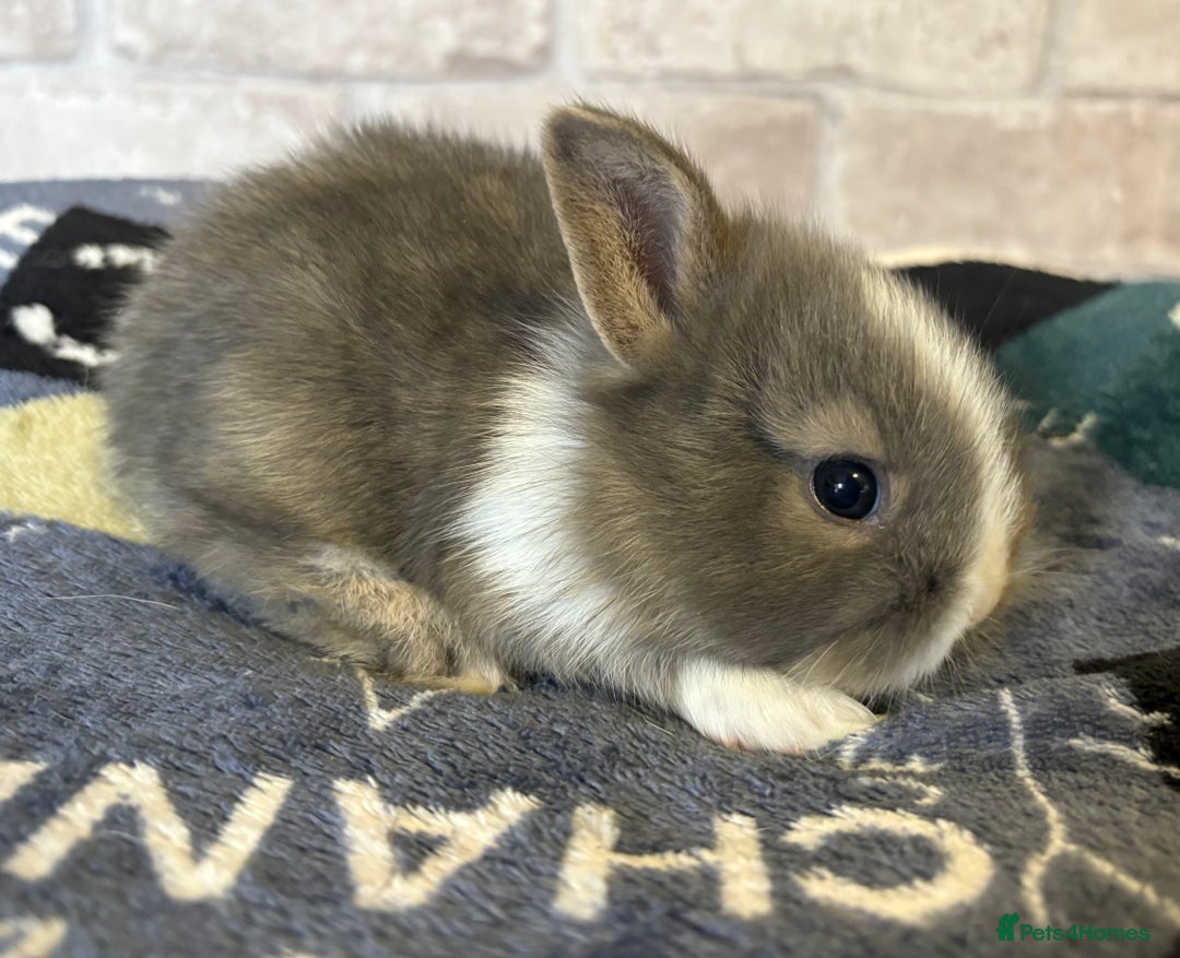 Mini Lop rabbits for sale: Two different litters of rabbits - Image 4