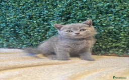 British Shorthair cats for sale: 💕British Shorthair Blue Kittens💕 - Image 26