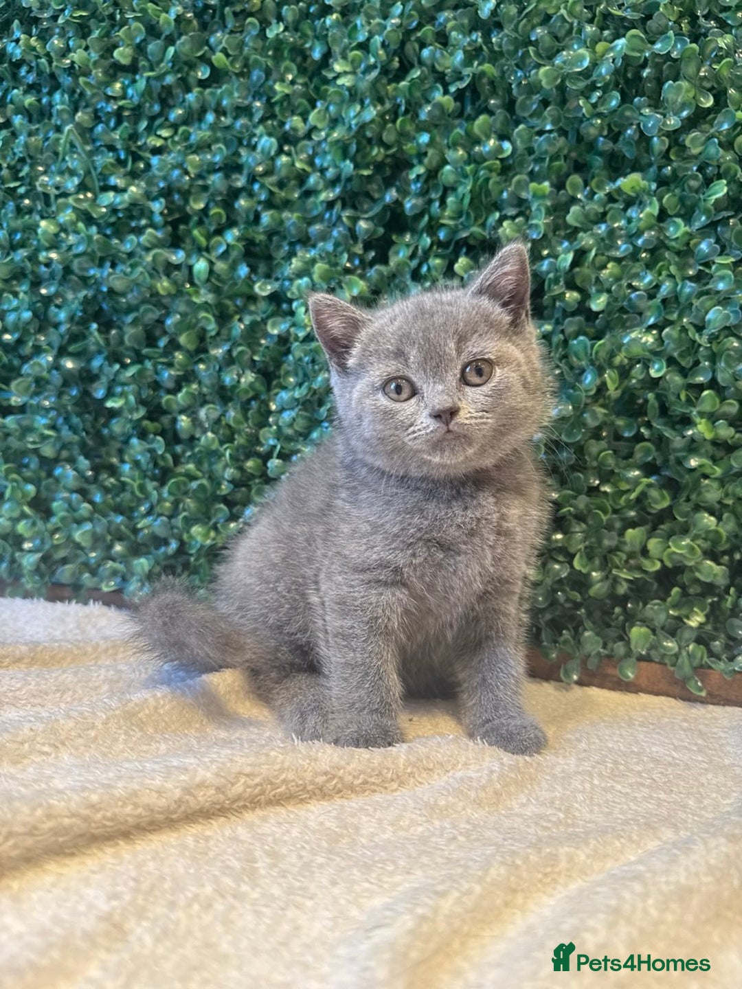 British Shorthair cats for sale: 💕British Shorthair Blue Kittens💕 - Image 26