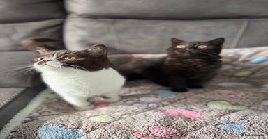 British Shorthair cats - Advert 16