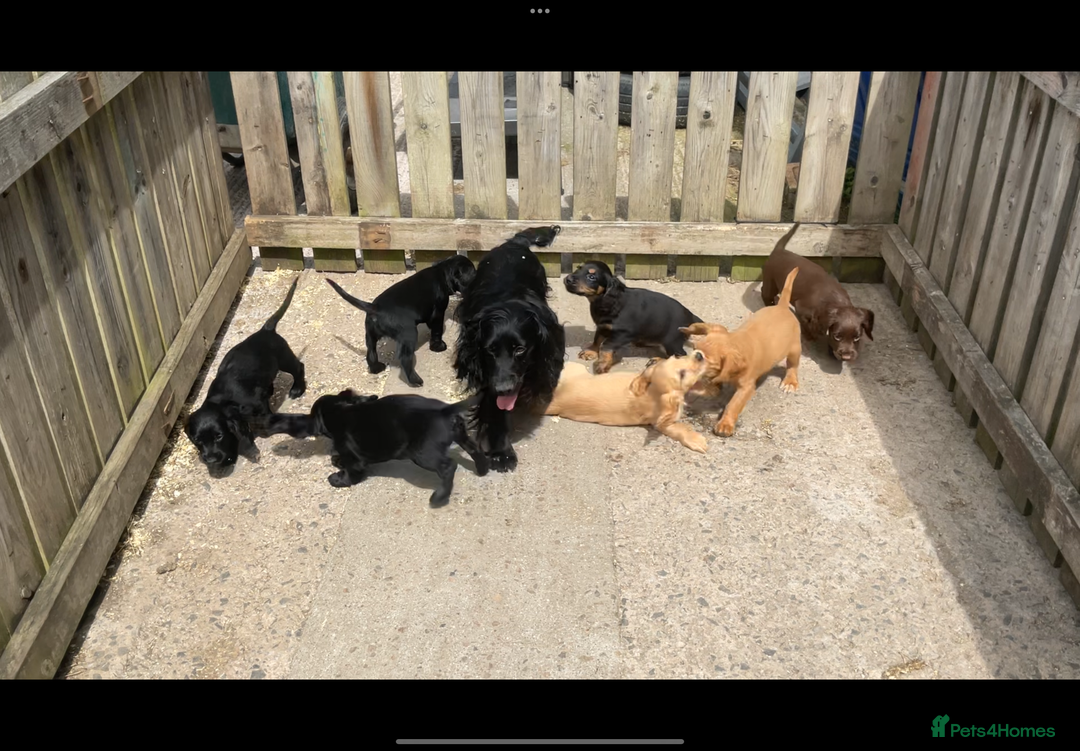 Cocker Spaniel dogs for sale: Cocker Spaniel puppies, ready to leave now  - Image 2