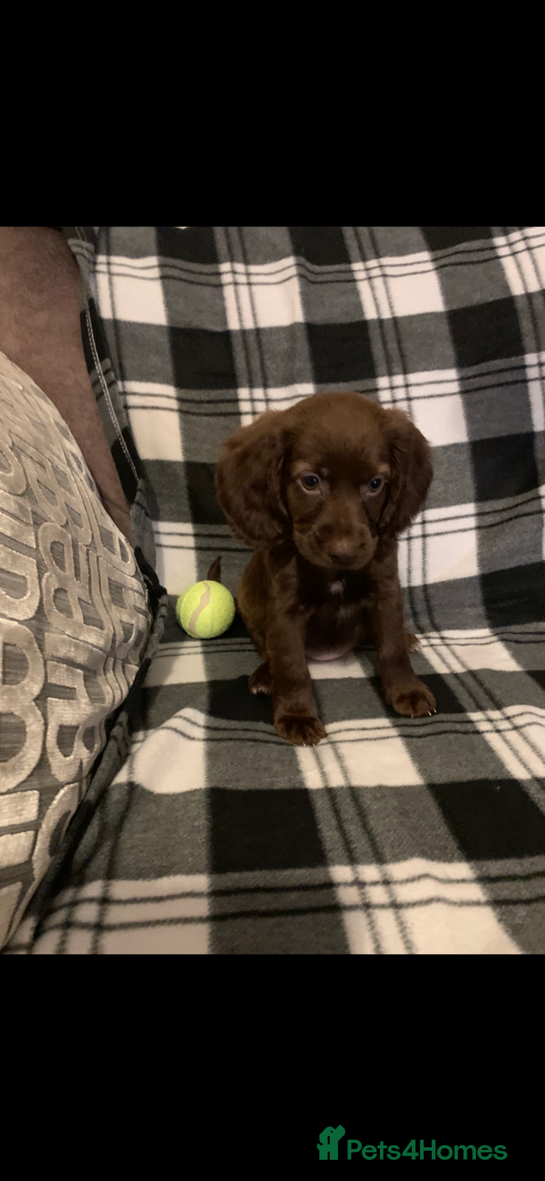 Cocker Spaniel dogs for sale: Cocker spaniel pups - Image 1