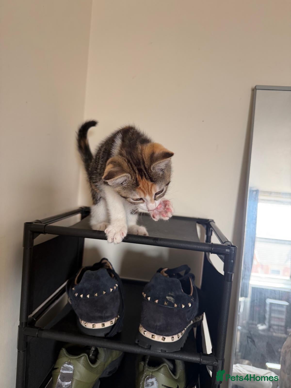 Mixed Breed cats Kitten female - Advert 6