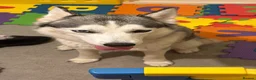 Siberian Husky dogs for sale: Siberian husky puppies  - Advert 3