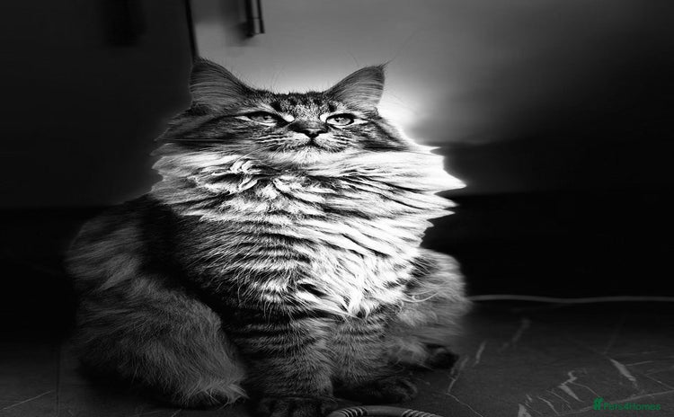 Maine Coon cats Sweet One-Year-Old Female Maine Coon - Advert 16