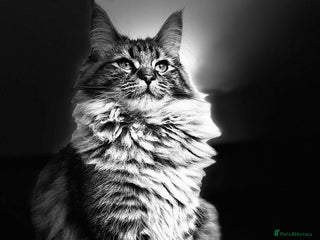 Maine Coon cats for sale: Sweet One-Year-Old Female Maine Coon - Advert 1