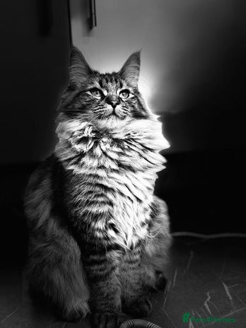 Maine Coon cats Sweet One-Year-Old Female Maine Coon - Advert 2