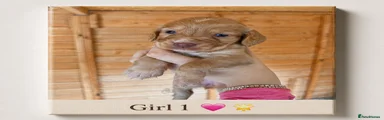 Gold Girl