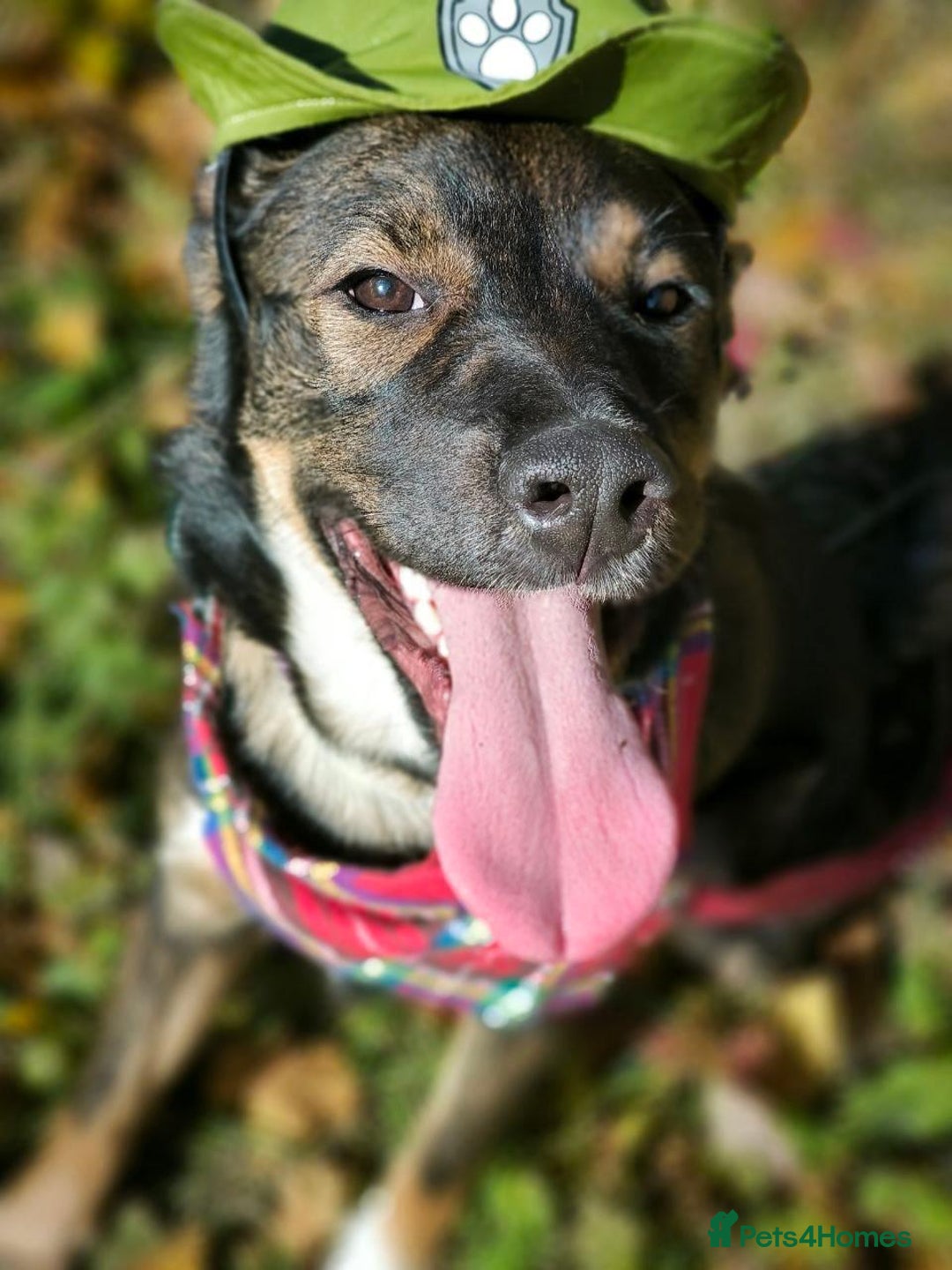 Mixed Breed dogs for adoption: 💙🐶 KOKOS 🐶💙 - Advert 19