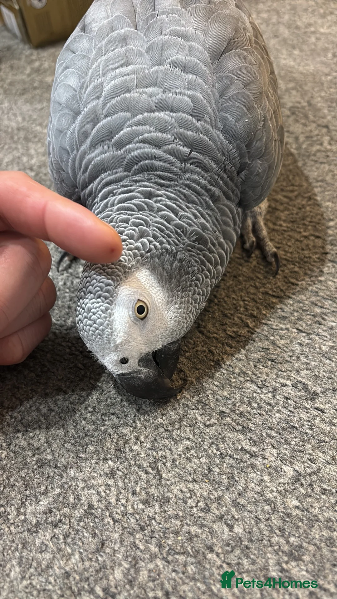 Parrots birds for sale: 10-year-old chatty boy in Eastleigh - Advert 6