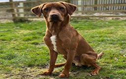 Labrador Retriever dogs for stud: Fox Red Labrador for Stud in Cleator Moor - Image 1