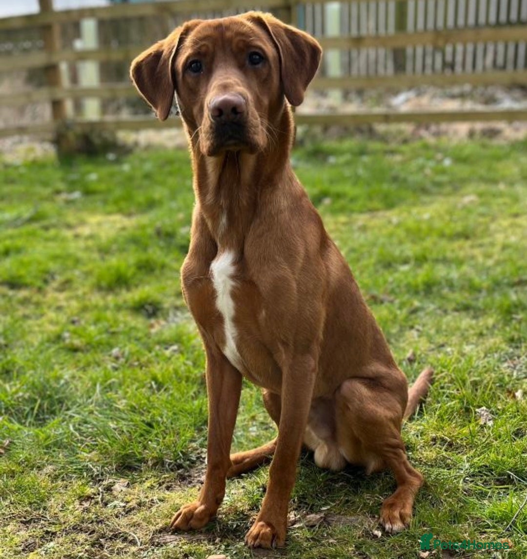 Labrador Retriever dogs for stud: Fox Red Labrador for Stud in Cleator Moor - Image 1